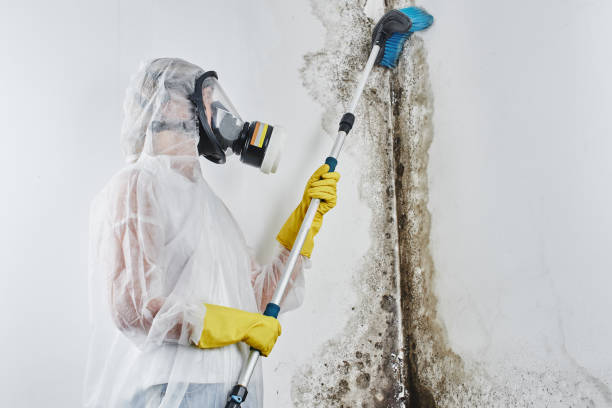 Best Insurance-Related Mold Remediation in Wamac, IL
