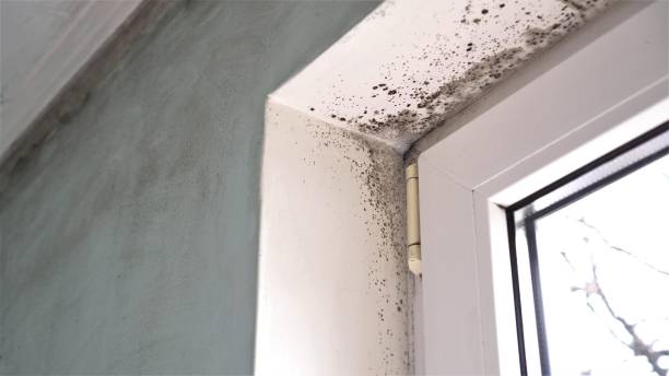 Best Health and Safety Mold Remediation in Wamac, IL