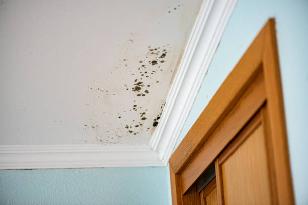 Best Industrial Mold Remediation in Wamac, IL