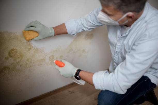 Best Bathroom Mold Remediation in Wamac, IL