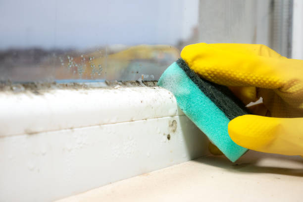 Best White Mold Remediation in Wamac, IL