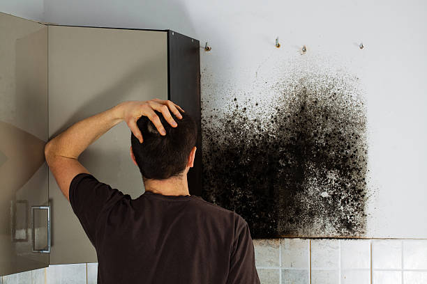 Best Black Mold Remediation in Wamac, IL
